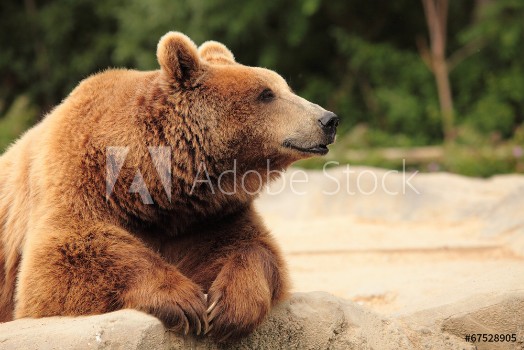 Picture of wild brown bear